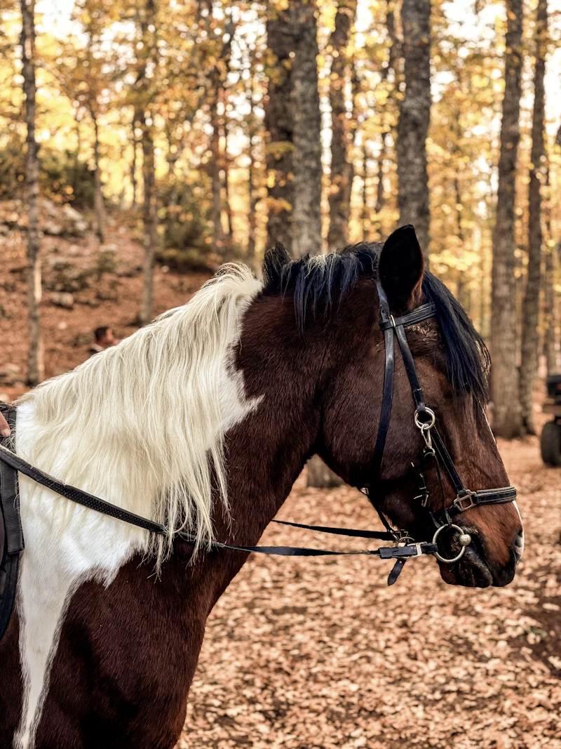 Bons cadeaux balade à cheval